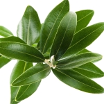 برگ زیتون