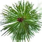 Pine