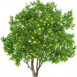 درخت لیمو
