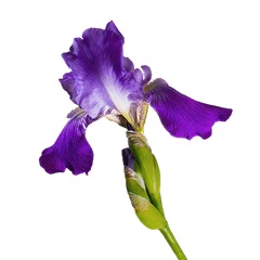 زنبق پالیدا