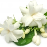 Star Jasmine