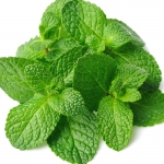 Water Mint