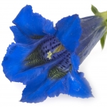 Gentiana