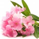 خرزهره