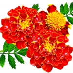 Tagetes