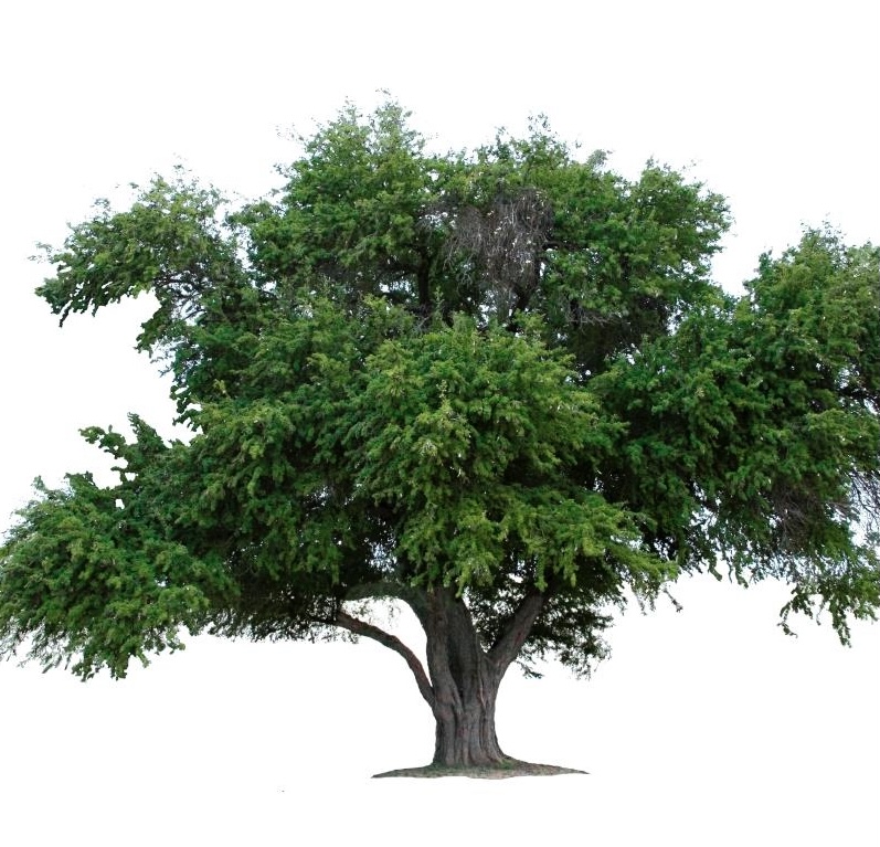درخت آبنوس
