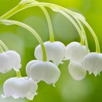 رایحه سنتتیکی گل موگه (گل برف)