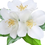 گلهای سفید